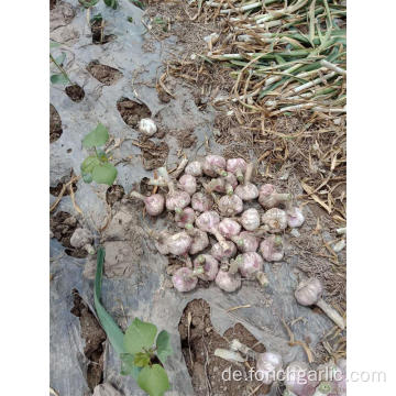 Frischer neuer Ernte-normaler weißer Knoblauch